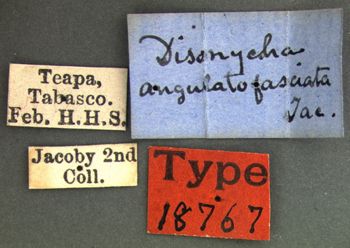 Media type: image; Entomology 18767   Aspect: labels